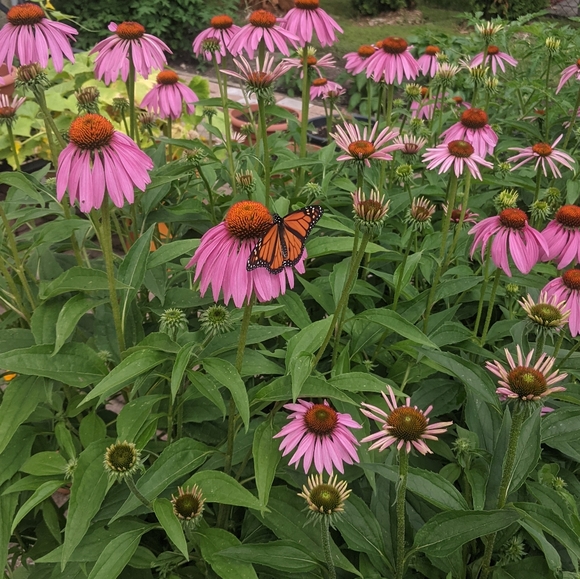 ♥️ - Picture 7 of 14